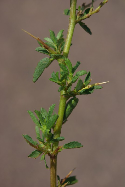 feuille
