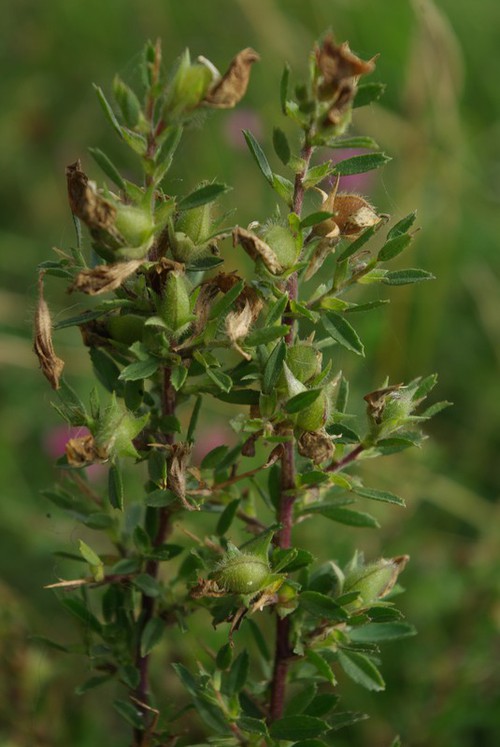 fruit