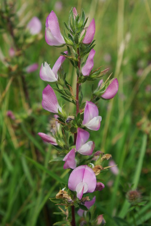 inflorescence