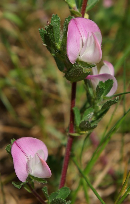 détail fleur