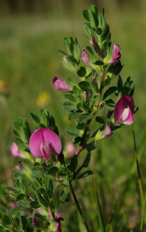 fleur
