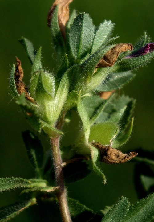fruit