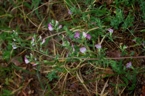Plante entière