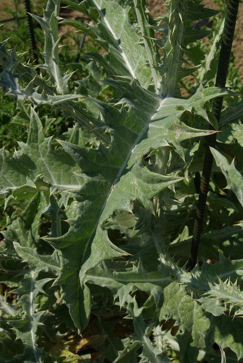 feuille caulinaire
