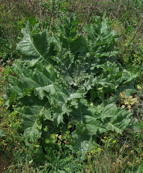feuille basale