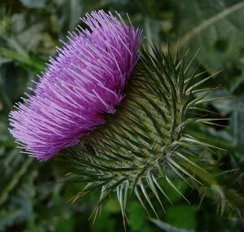 inflorescence
