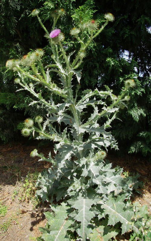 Plante entière