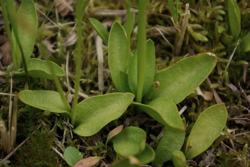 feuille