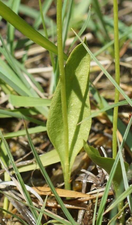 feuille stérile