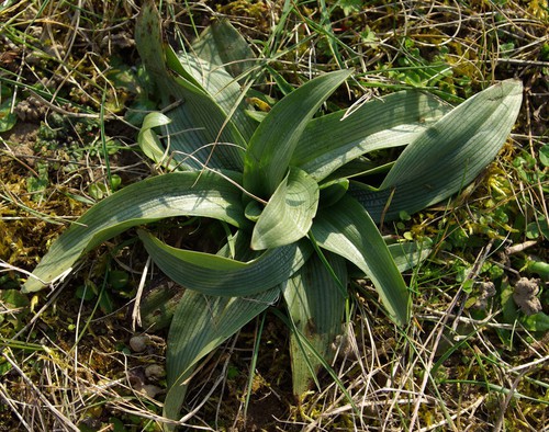 feuille