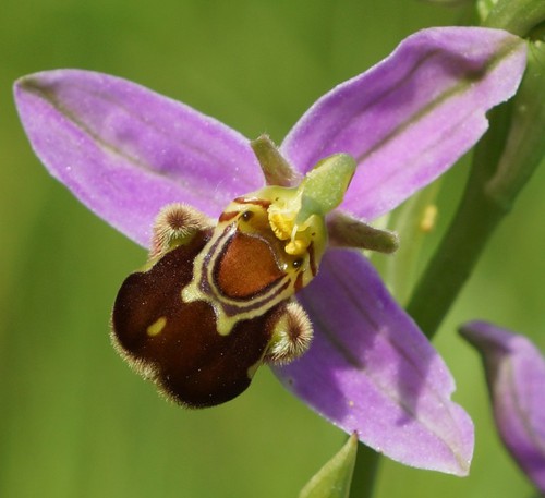 fleur