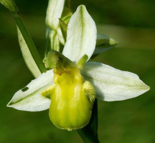 fleur
