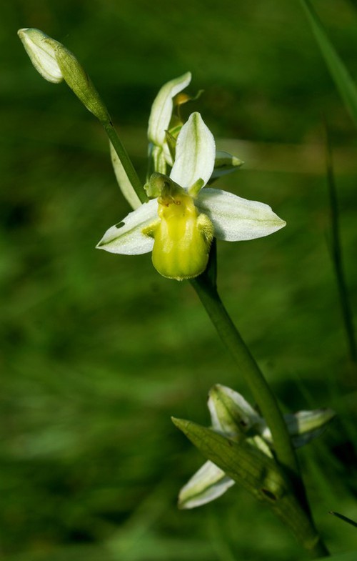 Plante entière