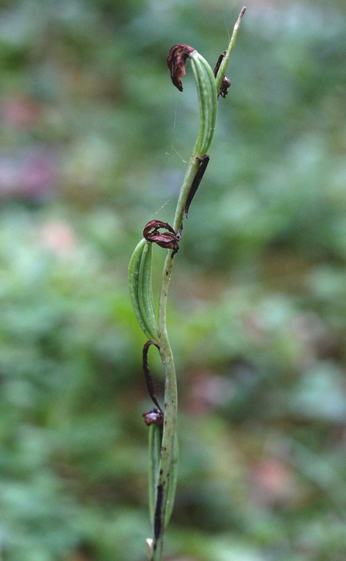 fruit