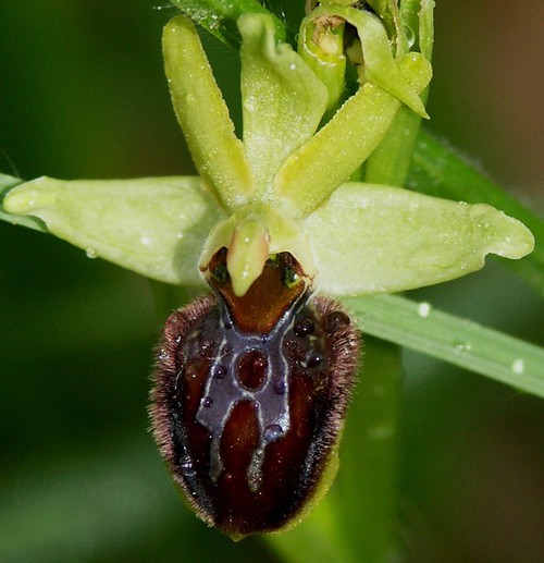 fleur