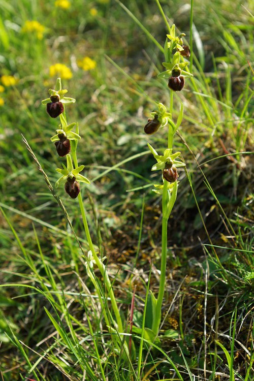 Plante entière