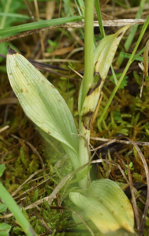 feuille