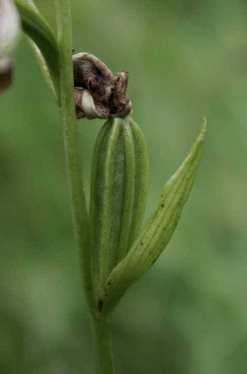 fruit