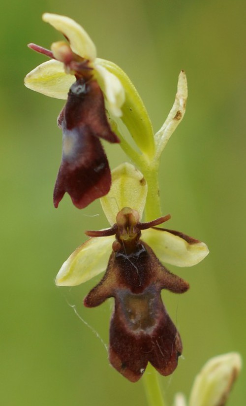 détail fleur