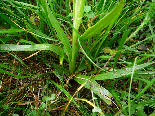 feuille