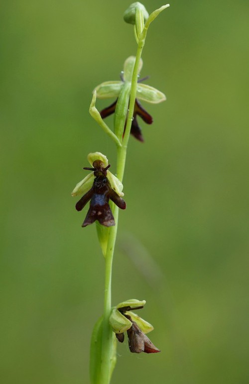 inflorescence