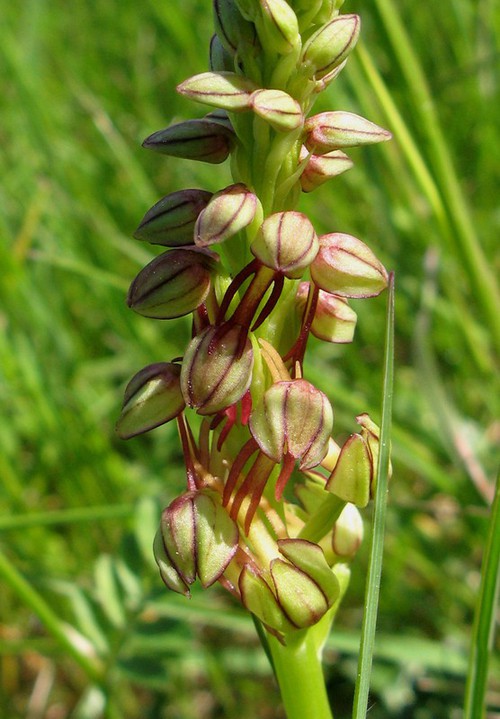 inflorescence