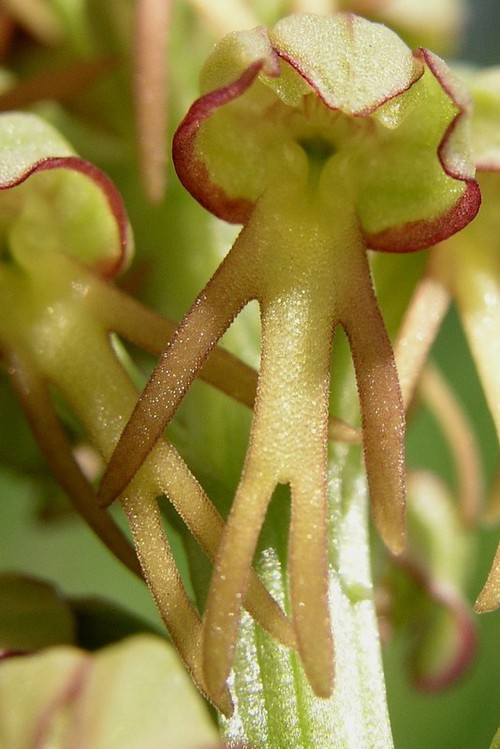 détail fleur