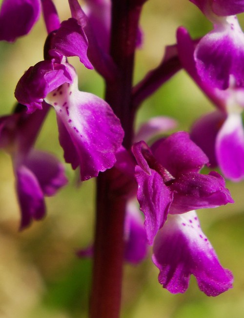 détail fleur