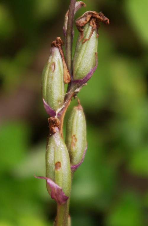 fruit