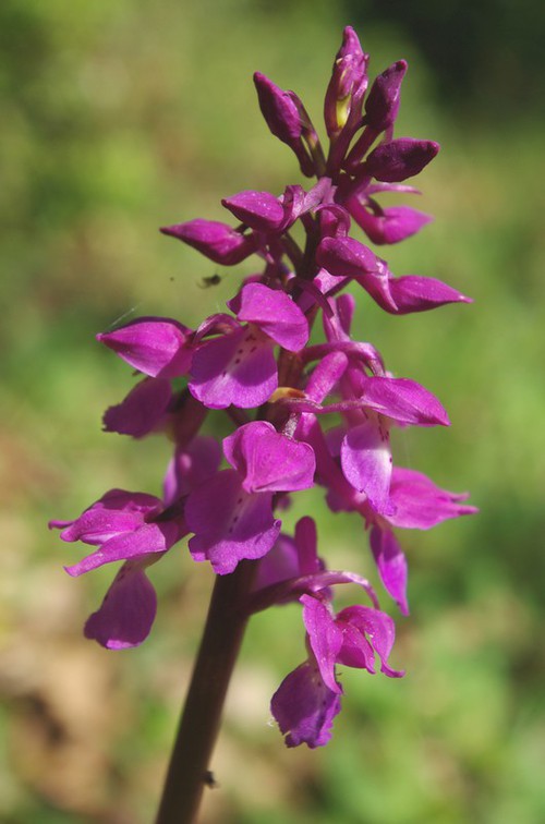 inflorescence