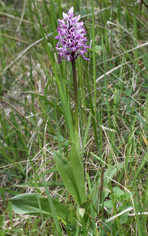 Plante entière
