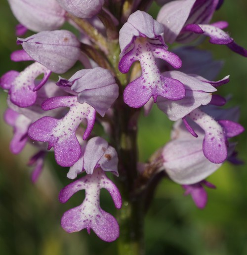 détail fleur