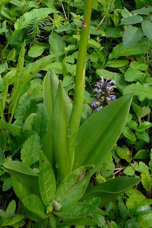feuille