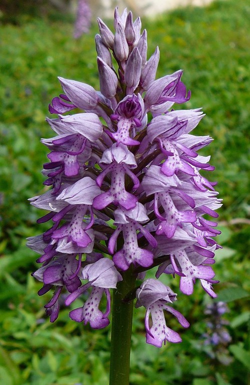 inflorescence