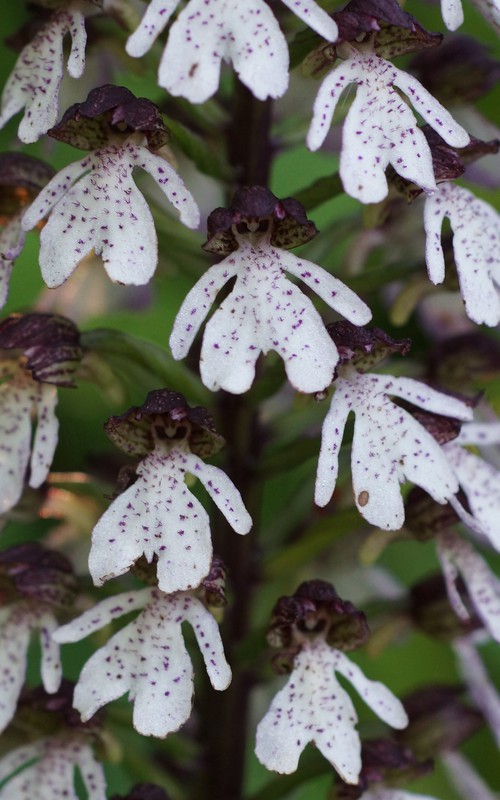 détail fleur