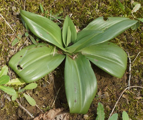 feuille basale