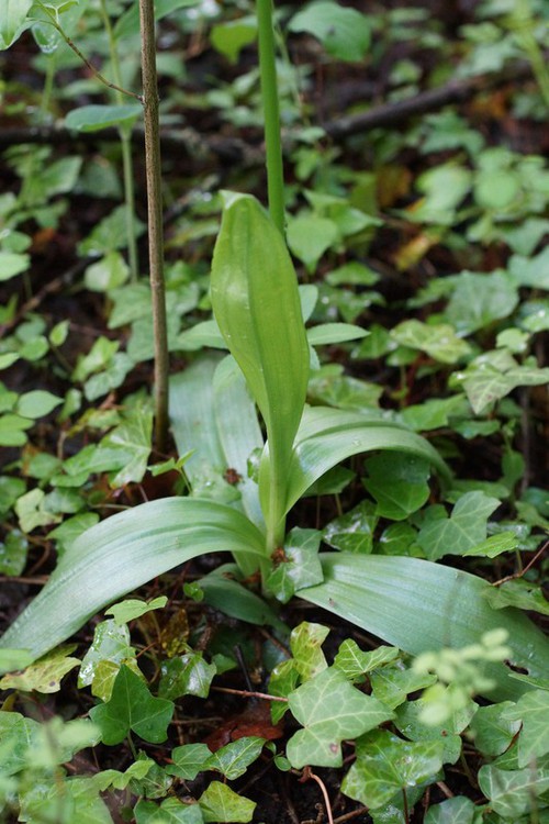 feuille
