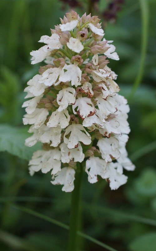 forme blanche