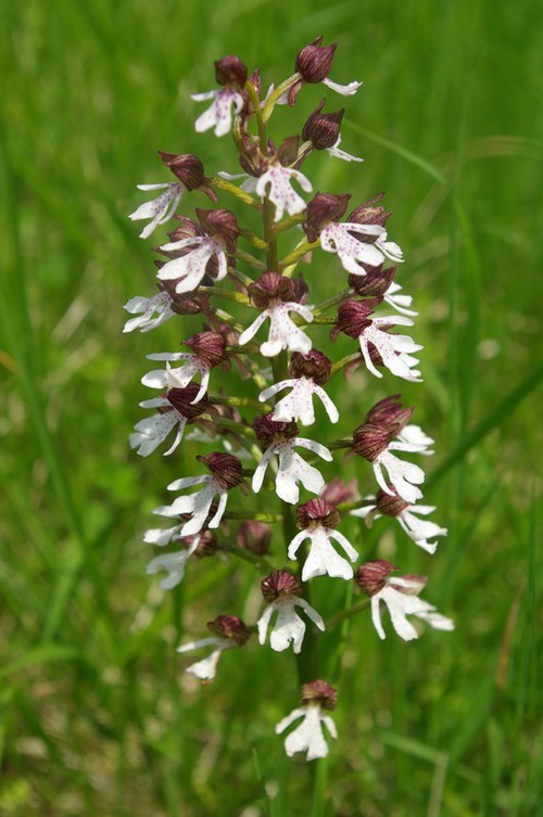inflorescence