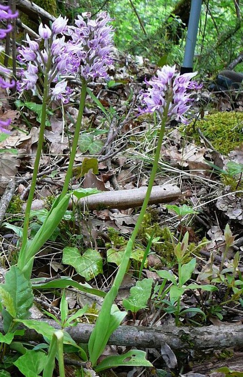 Plante entière