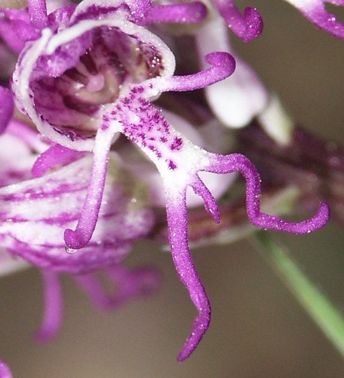 détail fleur
