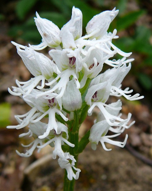 forme blanche - détail fleurs