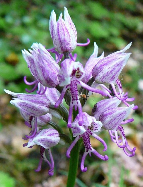 inflorescence