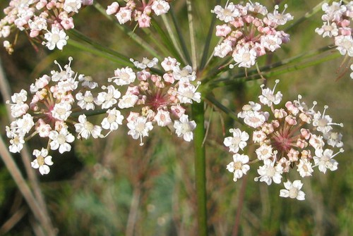 détail fleur