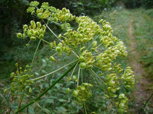 détail fruit