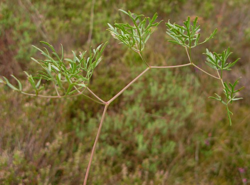 feuille