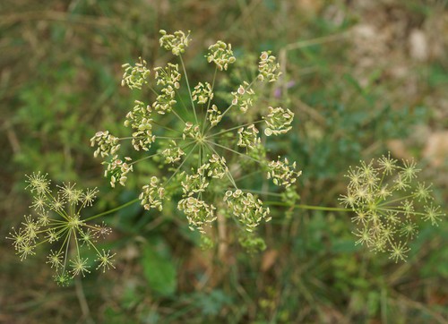fruit