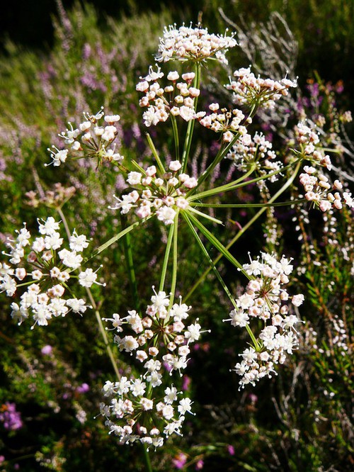inflorescence