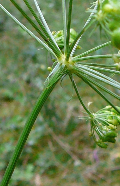involucre