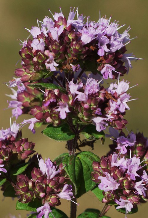 détail fleur